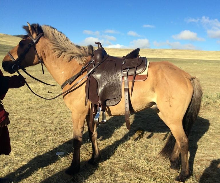 From Ulaanbaatar: Day Trip to Hustai National Park - What You’ll Love About This Tour