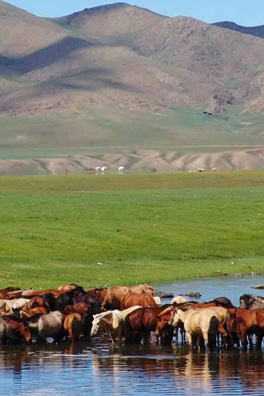 From Ulaanbaatar: Day Trip to Hustai National Park - FAQ: Common Questions About the Hustai National Park Day Trip