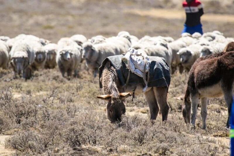 From Underberg: Roof of Africa Via Katse Dam 4-Day Tour - The Experience and Its Value