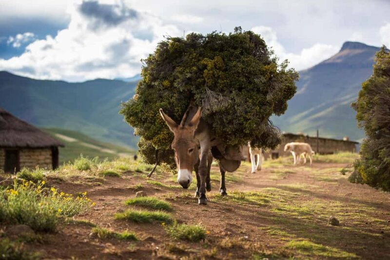 From Underberg: Sani Pass & Mokhotlong Day Trip - Practical Tips for Travelers