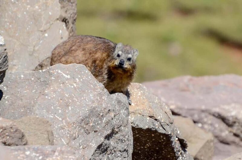 From Underberg: Sani Pass Private Day Tour - An In-Depth Look at the Sani Pass Private Day Tour