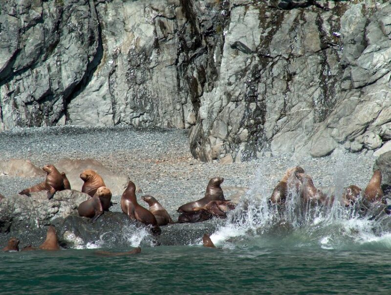 From Valdez: 7.5-hour Meares Glacier & Wildlife Cruise - What We Loved & What to Consider