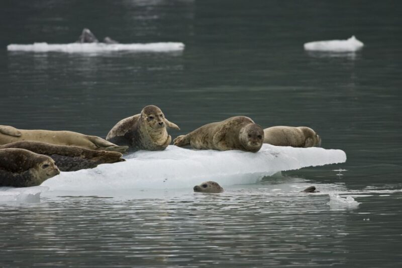 From Valdez: 7.5-hour Meares Glacier & Wildlife Cruise - Final Thoughts: Is It Worth It?
