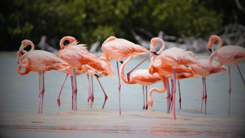FROM VALLADOLID RIO LAGARTOS + LAS COLORADAS + CENOTE (COLECTIVO TOURISTIC) - Authentic Experiences and Traveler Feedback