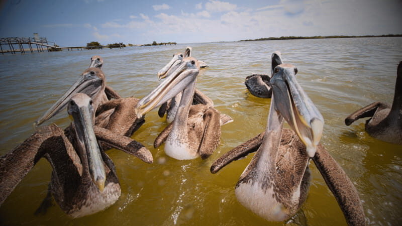 FROM VALLADOLID RIO LAGARTOS + LAS COLORADAS + CENOTE (COLECTIVO TOURISTIC) - Final Thoughts