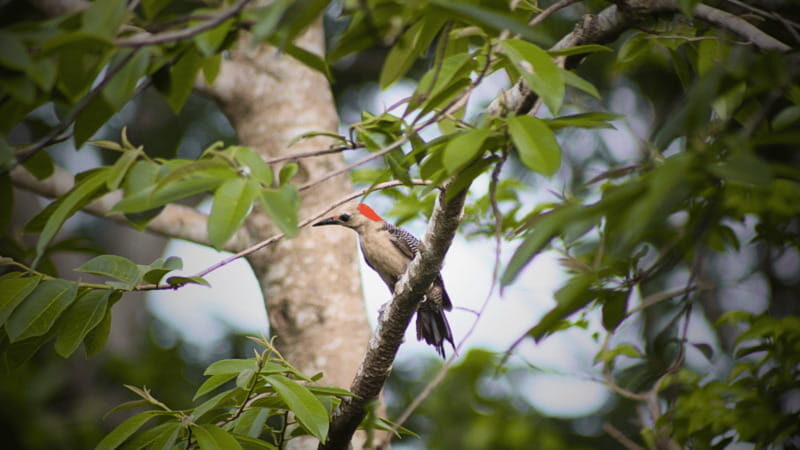 FROM VALLADOLID: VISIT EK' BALAM AND 2 CENOTES + AUTHENTIC MAYA FOOD - Discovering Ek Balam: The Hidden Gem of the Maya World