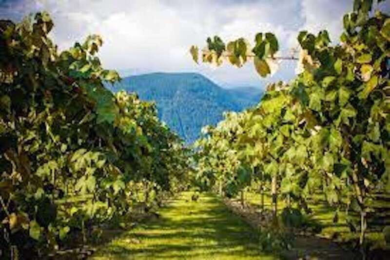 From Vancouver: Half-Day Fraser Valley Wine Tour - Authenticity and Quality: What the Reviews Say