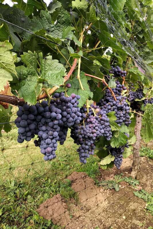From Vancouver: Half-Day Fraser Valley Wine Tour - The Price and Overall Value