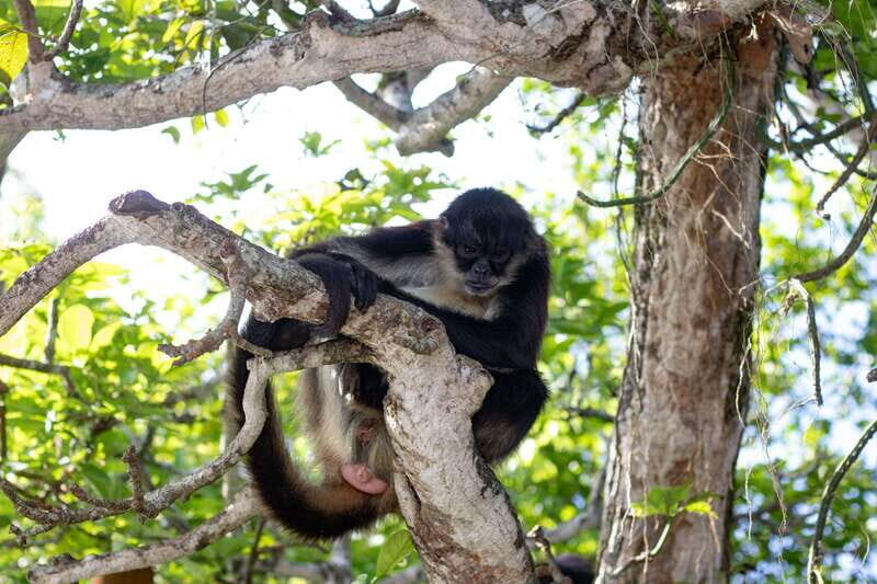 From Veracruz: Catemaco, Nature, Waterfalls & Monkeys Tour - Key Points