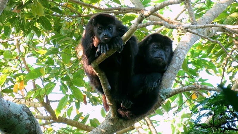 From Veracruz: Catemaco, Nature, Waterfalls & Monkeys Tour - An In-Depth Look at the Tour Experience