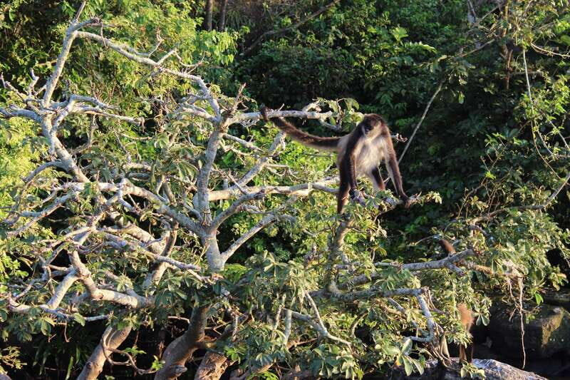 From Veracruz: Catemaco, Nature, Waterfalls & Monkeys Tour - Who Should Consider This Tour?