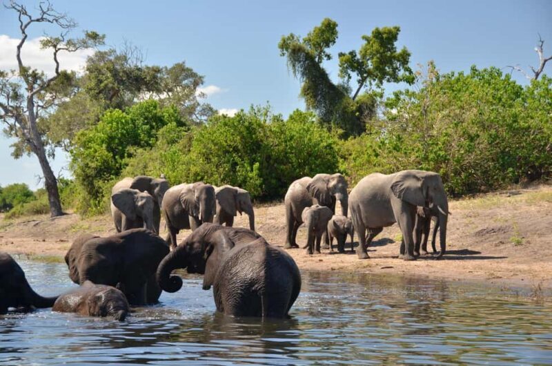 From Victoria Falls : Chobe Full Day Safari with Lunch - The Value of This Full-Day Safari