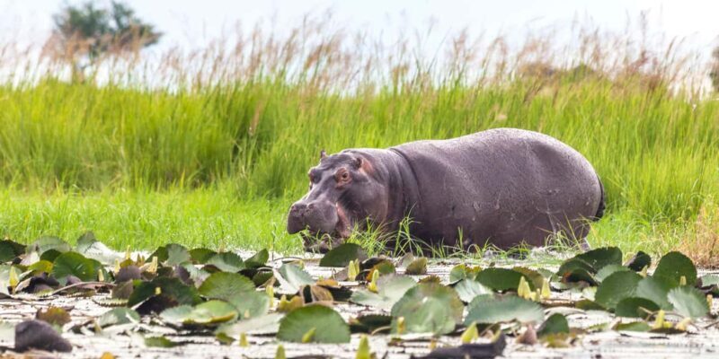 From Victoria Falls: Chobe Half Day Game Drive - Key Points