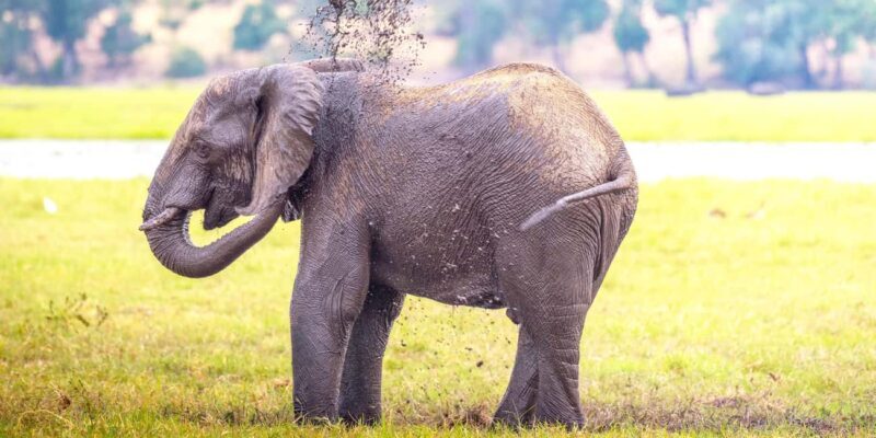 From Victoria Falls: Chobe Half Day Game Drive - An In-Depth Look at the Chobe Half Day Game Drive