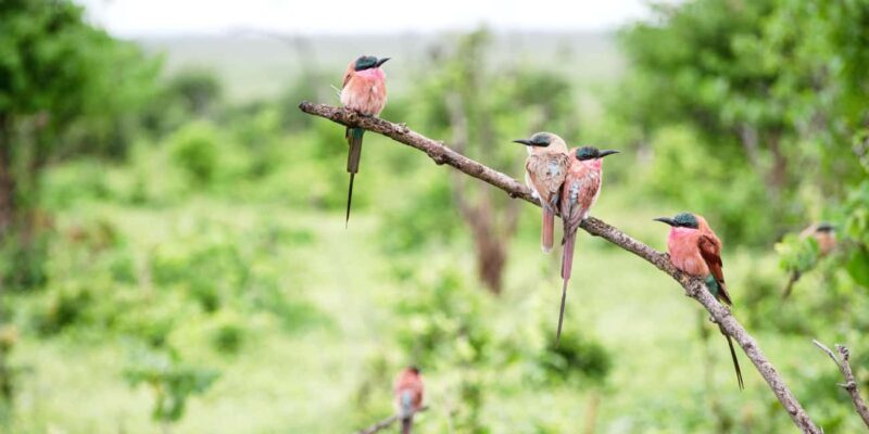 From Victoria Falls: Chobe Half Day Game Drive - Who Should Consider This Tour?