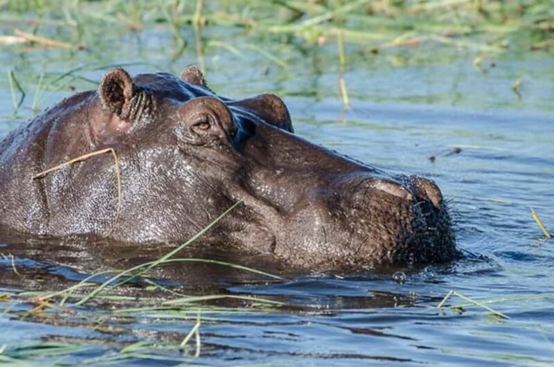 From Victoria Falls: Chobe National Park Day Trip - Key Points