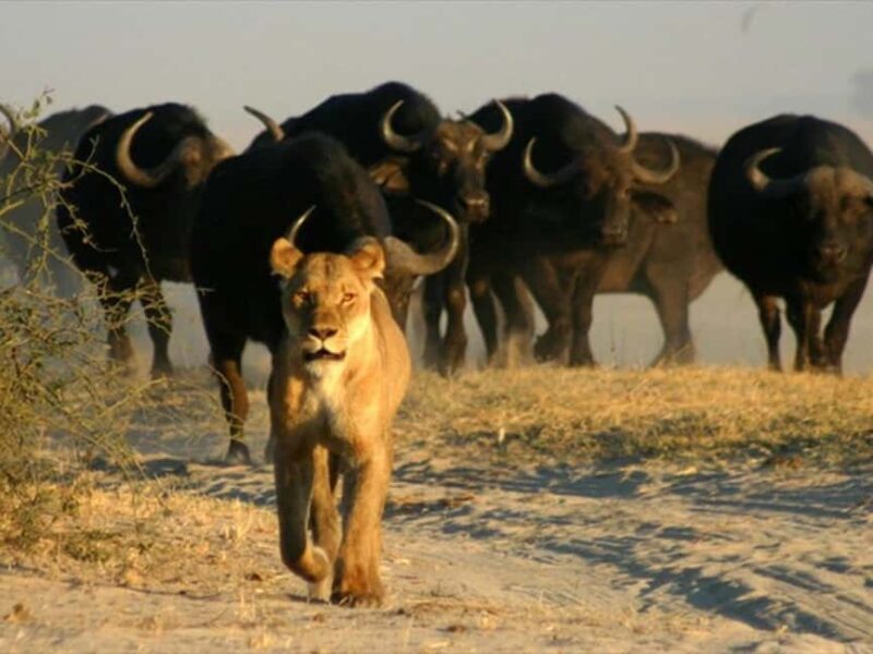 From Victoria Falls: Chobe National Park Day Trip - The Itinerary Breakdown: What Makes It Special