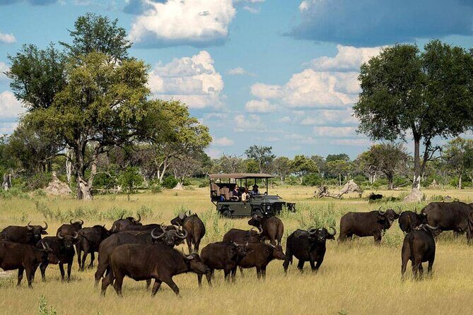 From Victoria Falls: Chobe National Park Small Group Tour - A Solid Introduction to the Experience