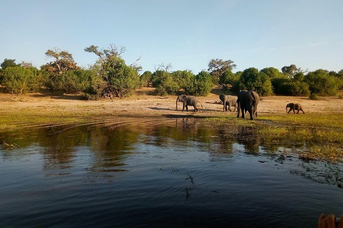 From Victoria Falls: Chobe National Park Small Group Tour - Stop 1: Chobe National Park – Morning River Cruise