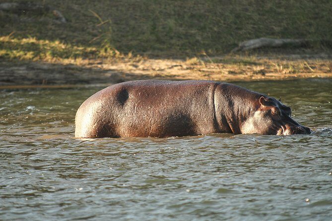 From Victoria Falls: Chobe National Park Small Group Tour - Lunch on the Riverbank