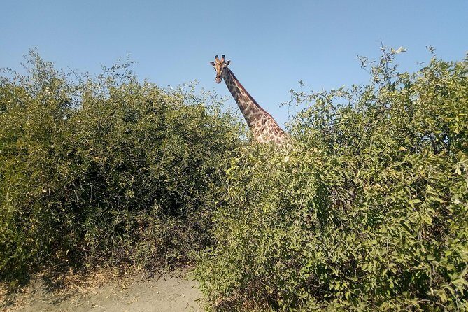 From Victoria Falls: Chobe National Park Small Group Tour - Stop 2: Afternoon Game Drive in Chobe