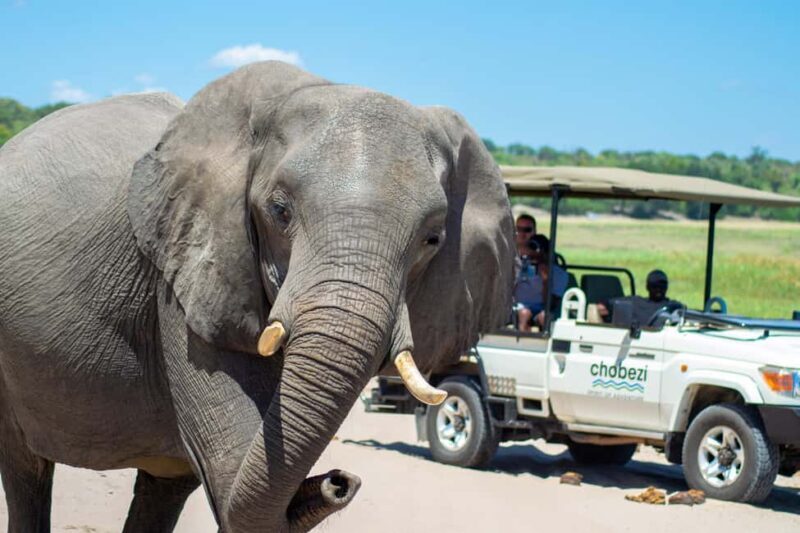 From Victoria Falls: Full Chobe Day trip to Chobe, Botswana - Key Points