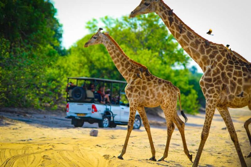 From Victoria Falls: Full Chobe Day trip to Chobe, Botswana - The Sum Up