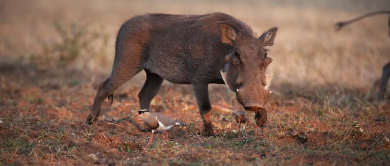 From Victoria Falls: Game drive and Rhino walk (Zambia) - Key Points