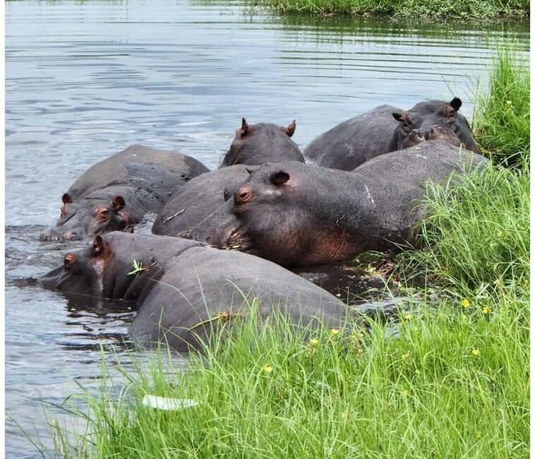 From Victoria Falls: Game drive and Rhino walk (Zambia) - Introduction to the Experience