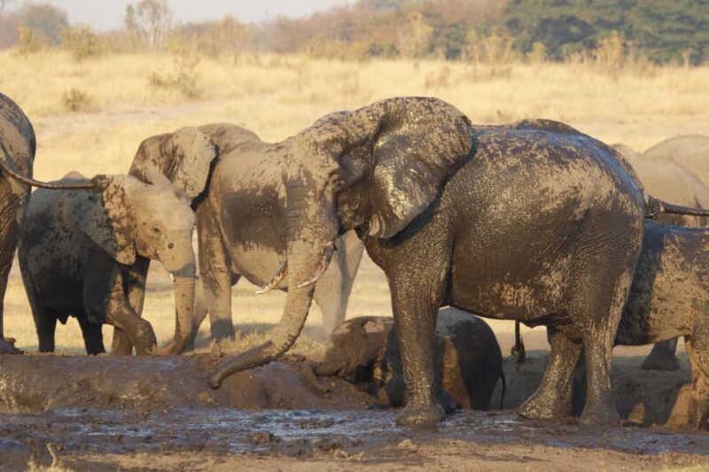 From Victoria Falls: Game drive and Rhino walk (Zambia) - The Value and Practical Aspects