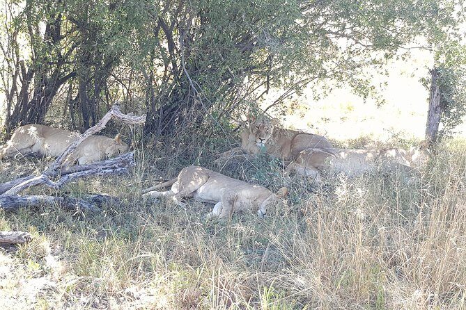 From Victoria Falls: Hwange National Park Day Safari - The Transportation and Overall Comfort