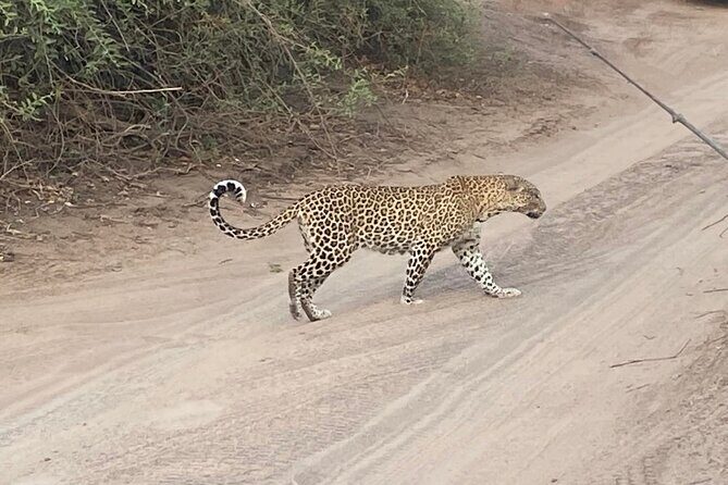 From Victoria Falls: Hwange National Park Day Safari - Authenticity and Experience
