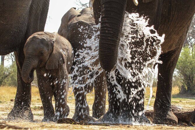 From Victoria Falls: Hwange National Park Day Safari - Who Will Love This Tour?