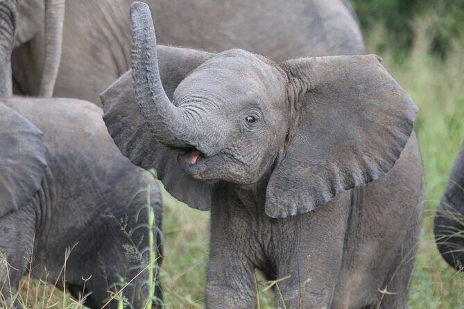 From Victoria Falls: Hwange National Park Day Safari - The Sum Up