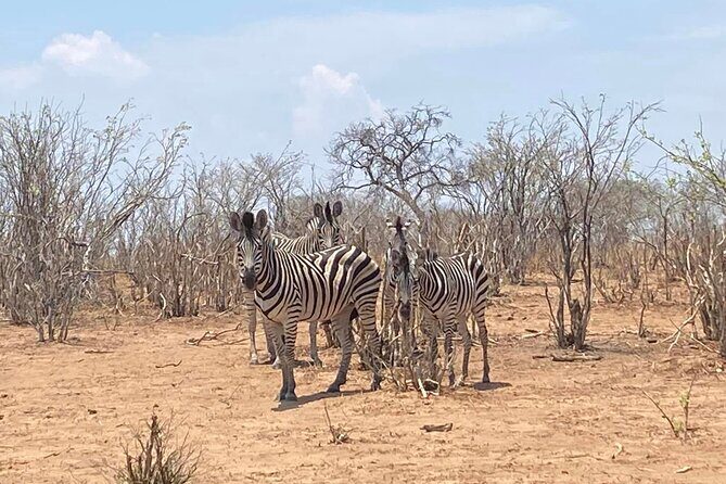 From Victoria Falls: Hwange National Park Day Safari - FAQ