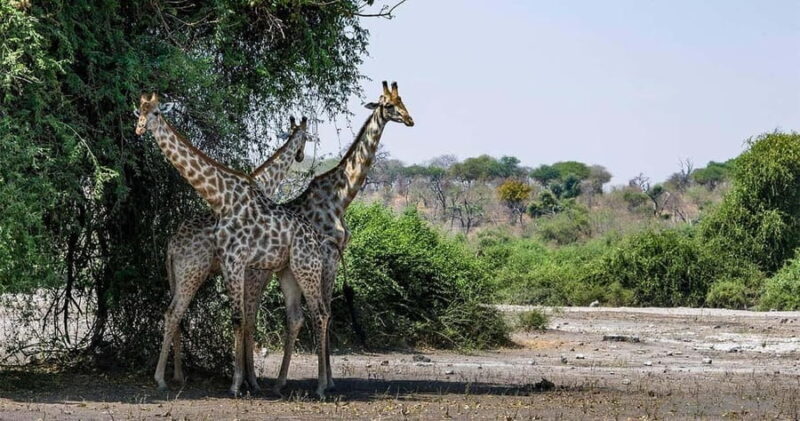 From Victoria Falls to Chobe National Park, Safari Adventure - Why Choose This Tour?