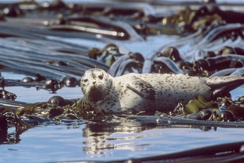 From Victoria: Whale Watching Marine Wildlife Excursion - An In-Depth Look at the Experience
