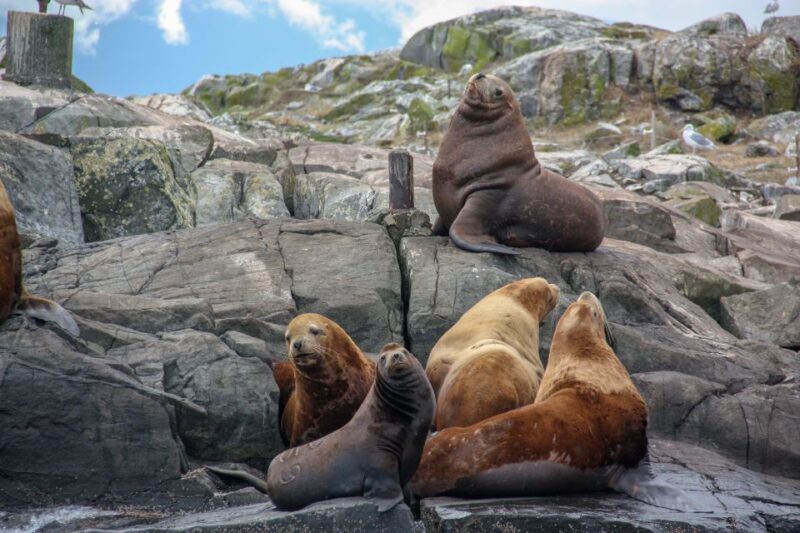 From Victoria: Whale Watching Marine Wildlife Excursion - Practical Tips for Your Trip