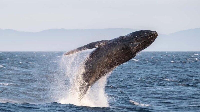 From Victoria: Whale Watching Marine Wildlife Excursion - Who Is This Tour Best For?