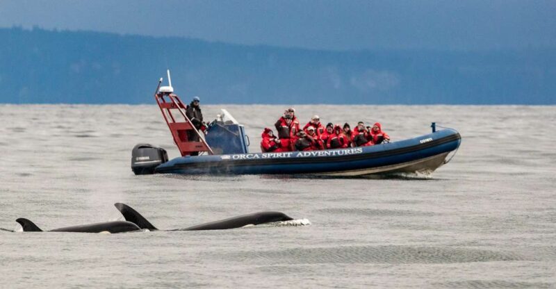 From Victoria: Whale Watching Marine Wildlife Excursion - FAQs