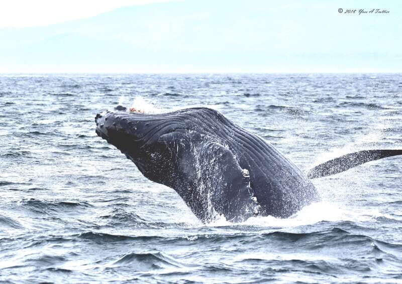 From Victoria: Whale Watching Tour by Zodiac Boat - The Experience: What You Can Expect