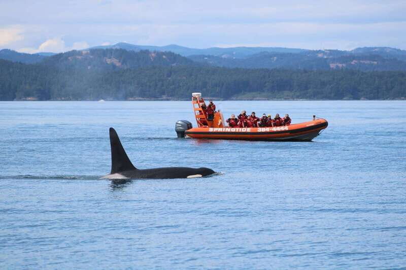 From Victoria: Whale Watching Tour by Zodiac Boat - Who Will Love This Tour?