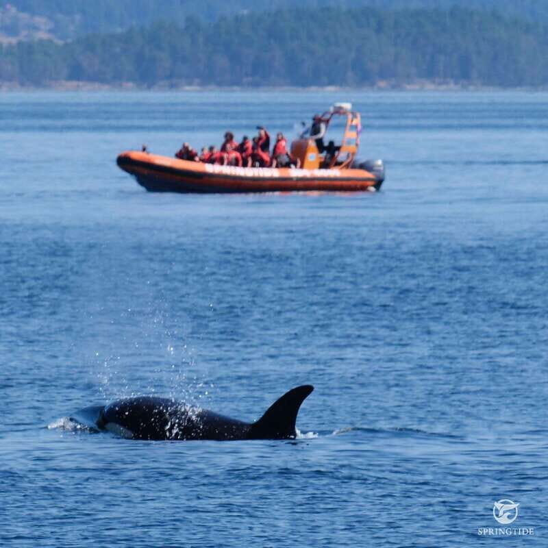 From Victoria: Whale Watching Tour by Zodiac Boat - Practical Tips for Your Trip