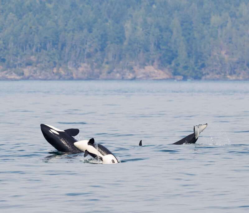 From Victoria: Whale Watching Trip on Covered Boat - What’s Included and Why It Matters