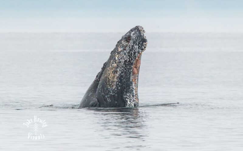 From Victoria: Whale Watching Trip on Covered Boat - What the Reviews Say