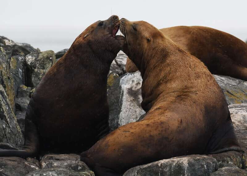 From Victoria: Whale Watching Trip on Covered Boat - The Value for Money