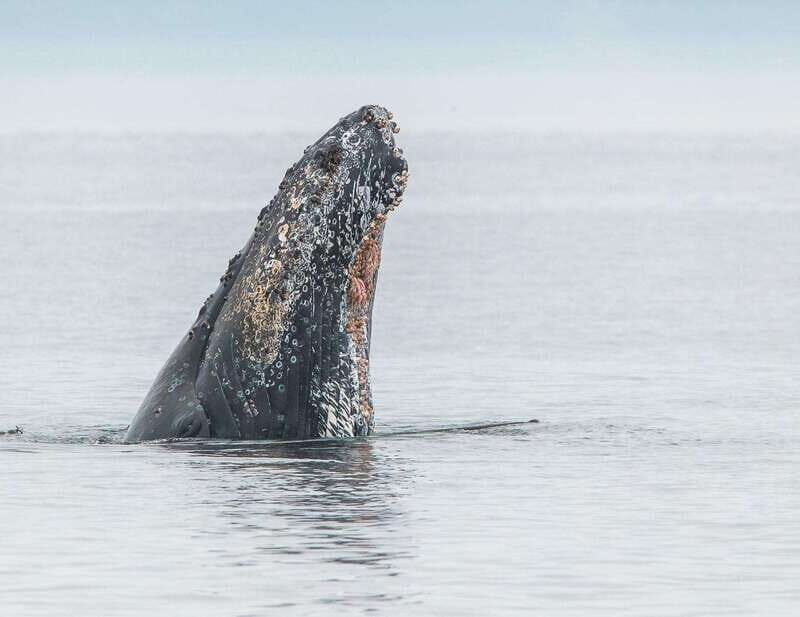 From Victoria: Whale Watching Trip on Covered Boat - Practical Tips for Travelers