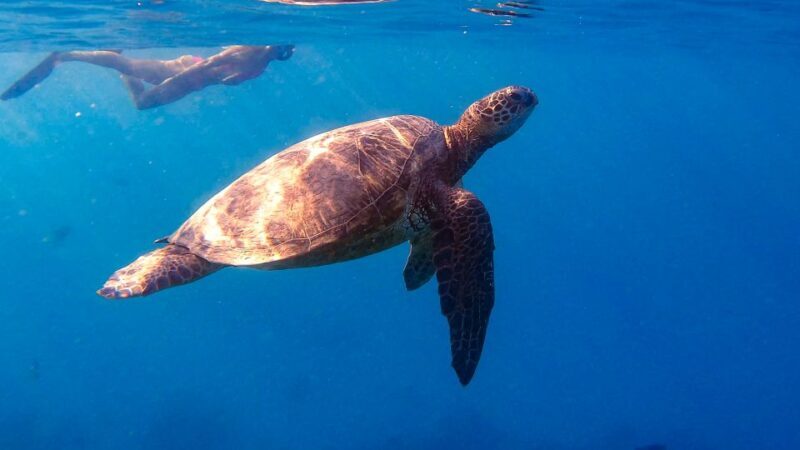 From Waikiki: Turtle Canyon Snorkeling Tour - An Honest Look at the Turtle Canyon Snorkeling Tour