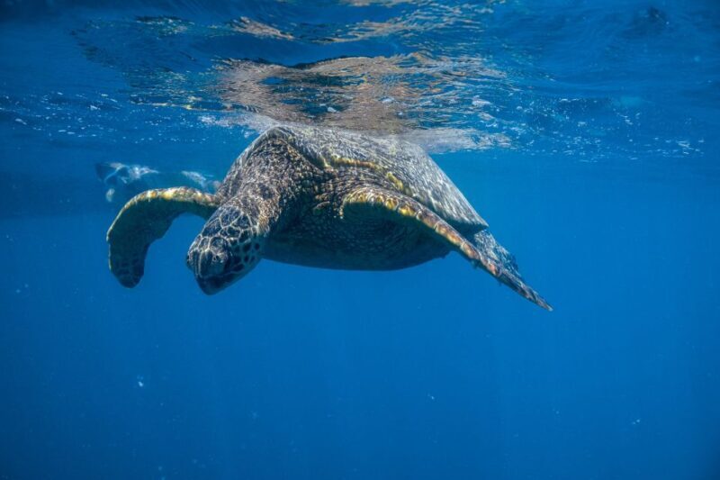 From Waikiki: Turtle Canyon Snorkeling Tour - Authentic Reviews that Illuminate the Trip
