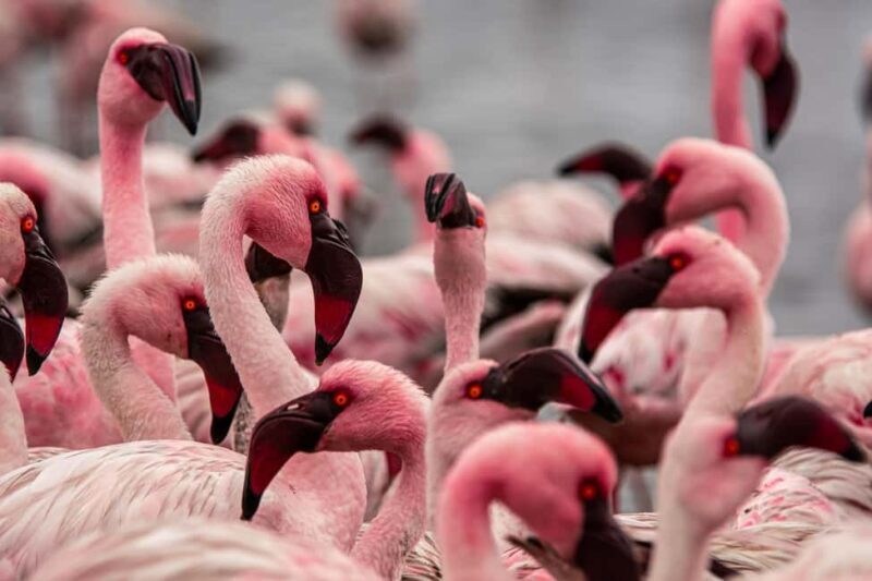 From Walvis Bay: Sandwich Harbour and Pelican Point Tour - The Experience in Detail
